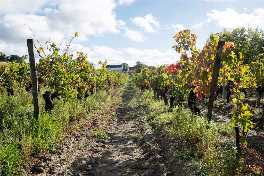 A vendre chez Beguet Associés : Indre-et-Loire Cravant-les-Coteaux 37500 Manoir 260 m² Parc 10 ha vignes Gites 200 m² Piscine Paddoc